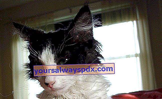 LaPerm, Katze mit reichlich und lockigem Haar