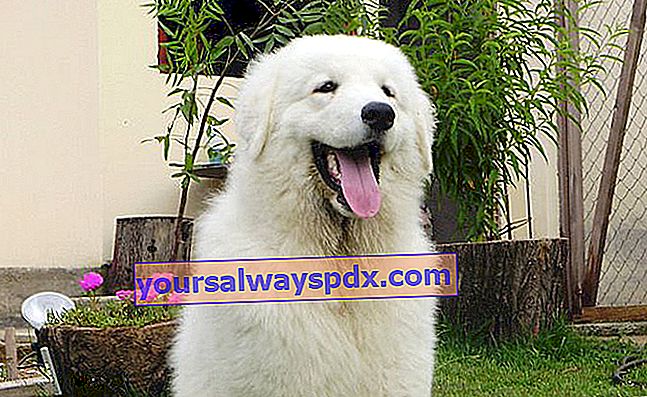 הכלב Kuvasz, גדול, חזק ושרירי