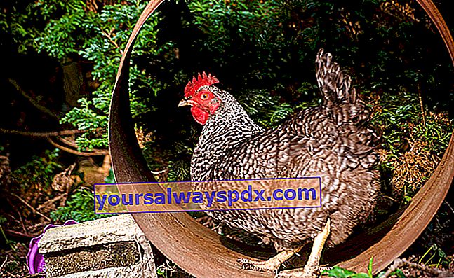 3 סיבות טובות לקבל תרנגולות בבית
