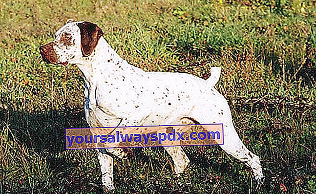 Der Braque du Bourbonnais, intelligenter und energischer Hund