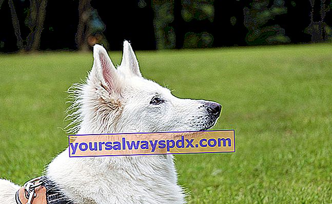 הברגר בלאן סוויס, כלב לבן מעולה עם שיער באורך בינוני