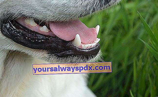 Wie pflege ich die Zähne Ihres Hundes?