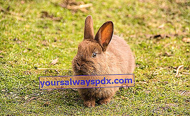 Qual è la durata della vita di un coniglio?