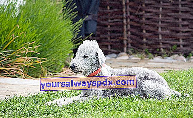 Bedlington Terrier、非定型の頭を持つ犬