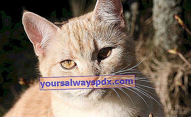Lo shorthair europeo o europeo, un gatto vivace e giocherellone