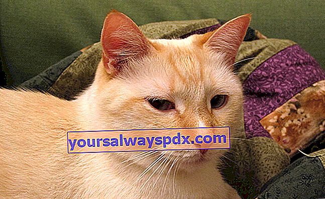 Colorpoint cu păr scurt, o pisică cu un corp subțire și elegant