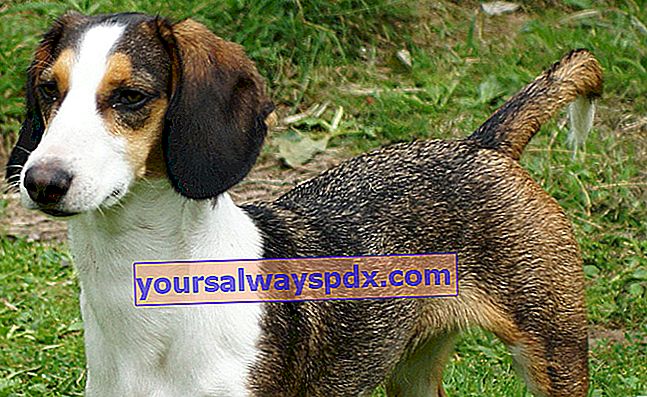 The Westphalia Basset, anjing yang energik dan tangguh