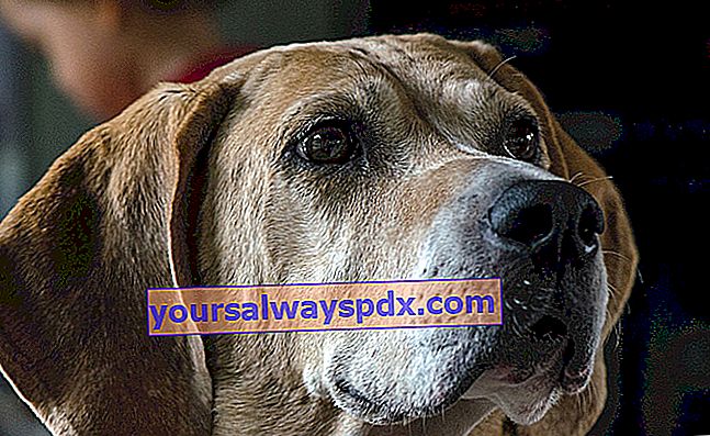 Az amerikai Foxhound, nagy kopó