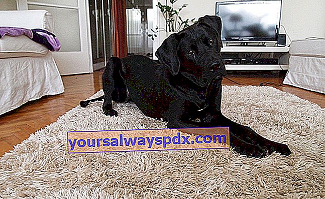De Tosa, grote hond met een robuust lijf