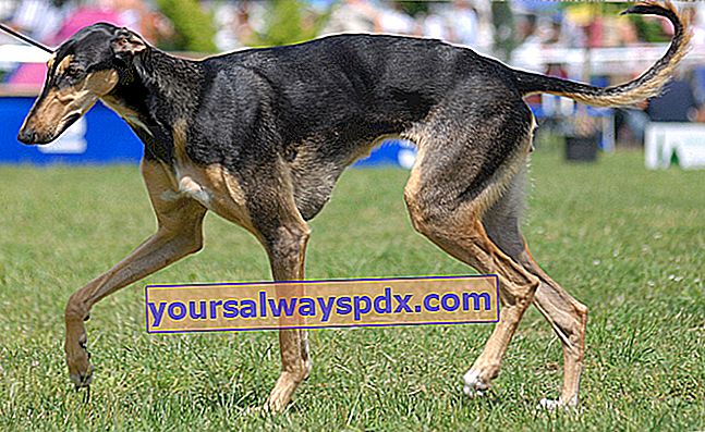 10 baka greyhound paling terkenal