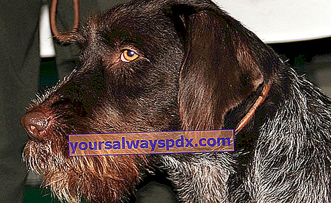 Den tjekkiske skæggede, kraftfulde og vedvarende hund