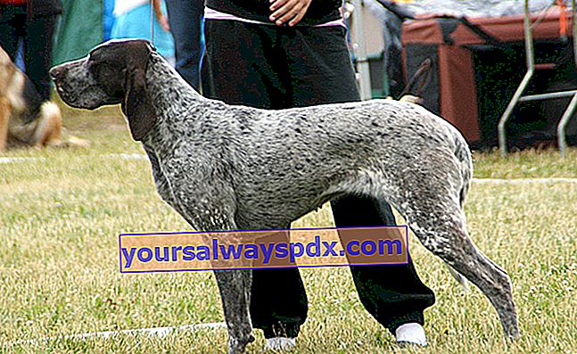 Braque de Burgos, anjing yang kasar dan tahan banting