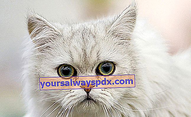 A Tiffany, Tiffanie vagy ázsiai hosszúszőrű, középhosszú szőrű macska