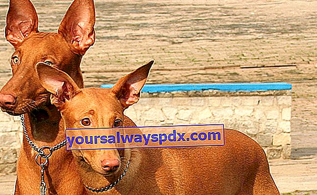 Faraohunden, en hund med et ædelt og elegant udseende
