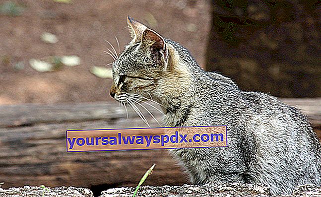 A Ceylon, elegáns és kecses macska