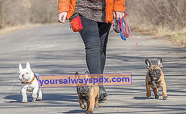 วิธีการสอนสุนัขให้เดินโดยไม่มีสายจูง?