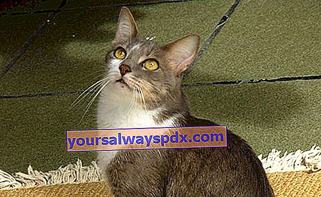 Kucing Brazilian Shorthair atau Pelo Curto Brasileiro, sangat langka