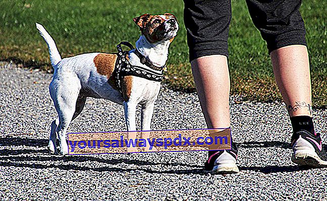 Løb med din hund: råd og god praksis