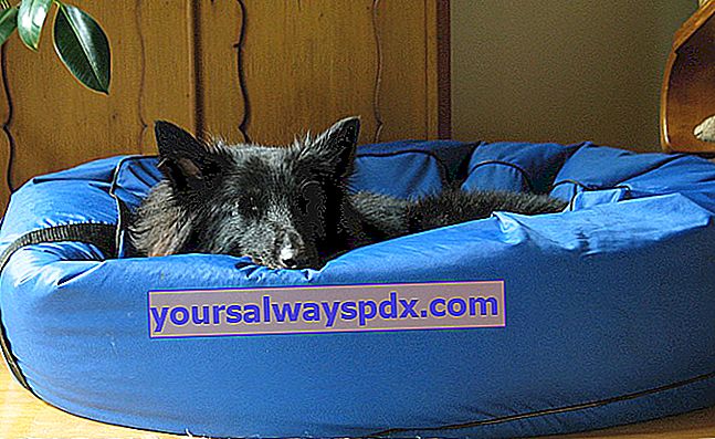Anjing tidur: bagaimana cara memilih keranjang, bantal, atau keranjang yang tepat?