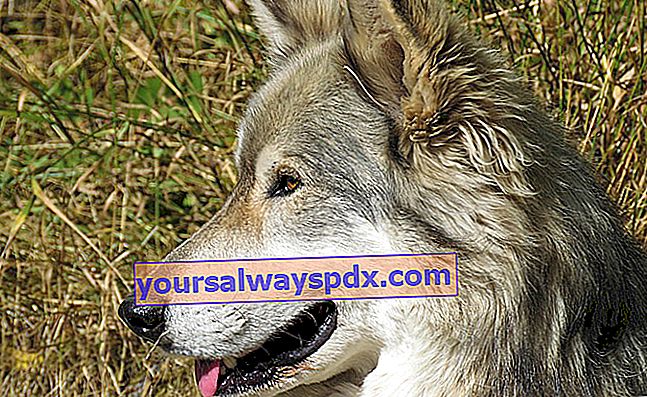 Der tschechoslowakische Wolfshund, der Hund sieht wild aus