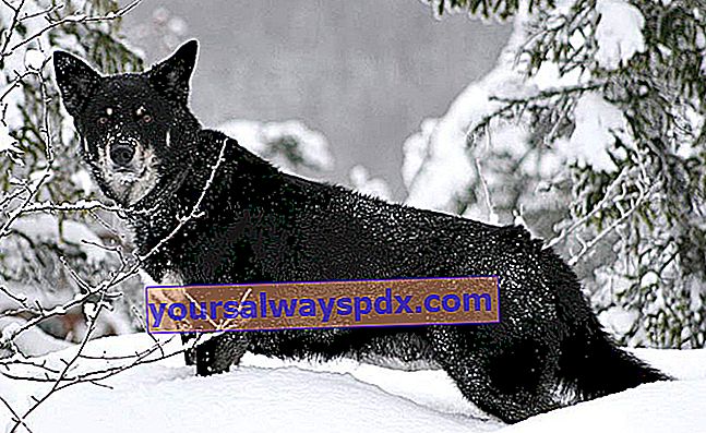 De Finse herder van Lapland, actieve en beschermende hond