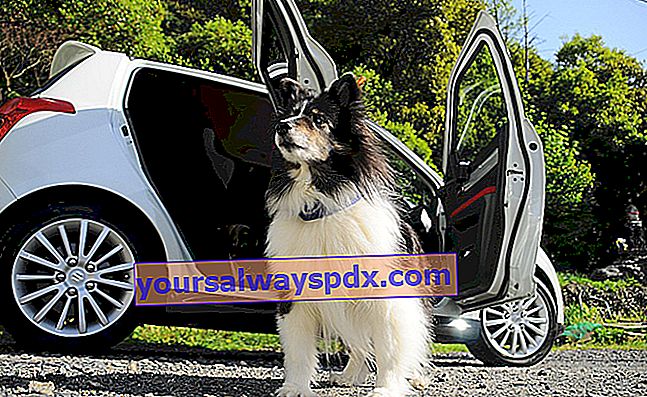 Hoe kunt u uw hond laten wennen aan het instappen in de auto?