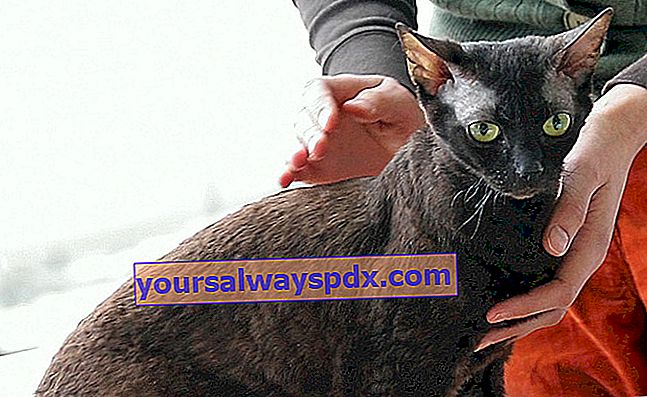 הרקס הגרמני, חתול עם מעיל מתולתל