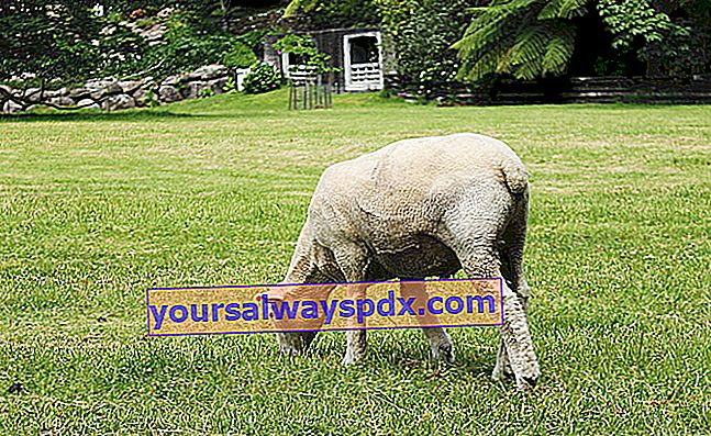 Gestisci pecore e capre durante le vacanze 