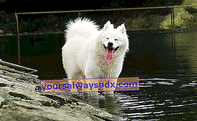 Samoyed er en Spitz-type hund