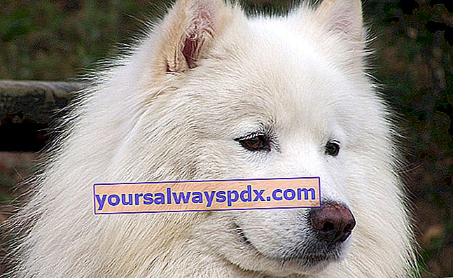 Samoyed, en hvid slædehund fra det fjerne nord