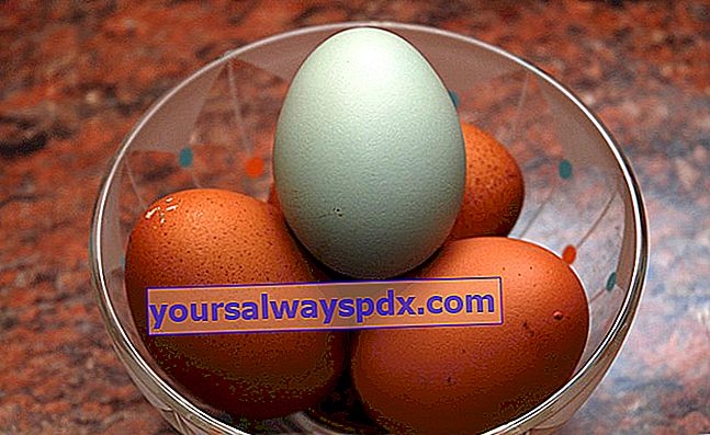 Ayam Araucana terkenal kerana telurnya yang unik kerana warnanya berwarna biru hingga hijau.