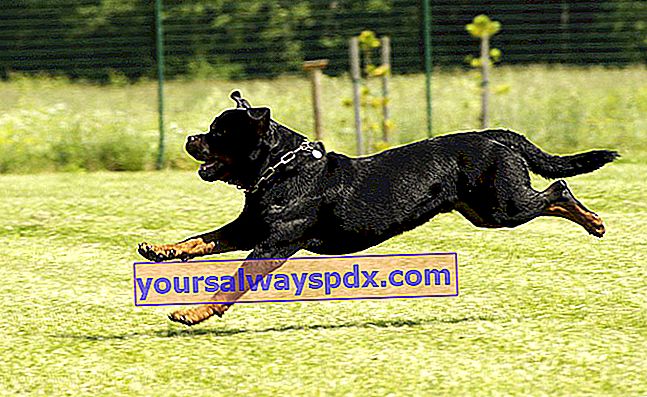 Il Rottweiler, un cane molto sportivo