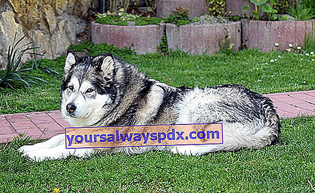 Alaskan Malamute er en meget gammel hund
