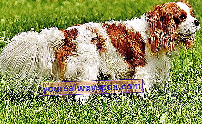 Cavalier King Charles Spaniel, meget smuk og dejlig lille ledsagerhund