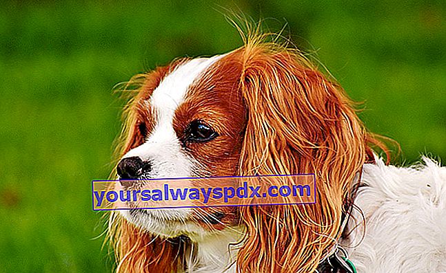 Raja Cavalier Charles Spaniel: anjing kecil dengan kepala yang menggemaskan
