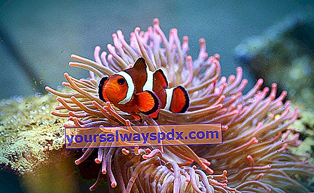 Clownfish (Amphiprion) i akvarium, vores råd