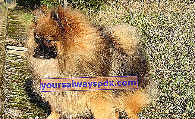 Der Zwerg Spitz oder Pomeranian Loulou, ein sehr kleiner Hund