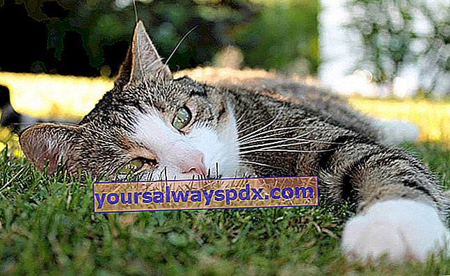 Katzenleukose: Symptome, Behandlung und Vorbeugung