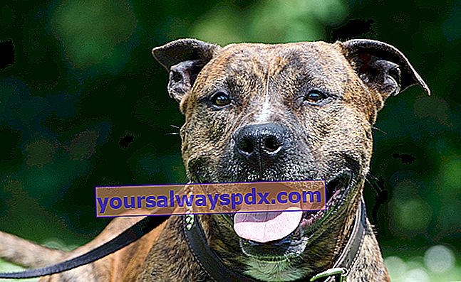 Der Staffordshire Bull Terrier, ein Hund mit einem athletischen Körper