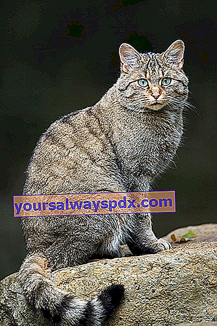 Wildkatze (Felis silvestris silvestris) oder Waldkatze 