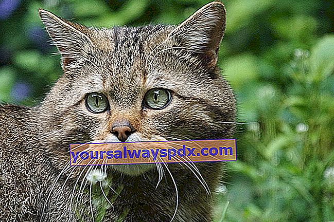Wildkatze (Felis silvestris silvestris) oder Waldkatze 