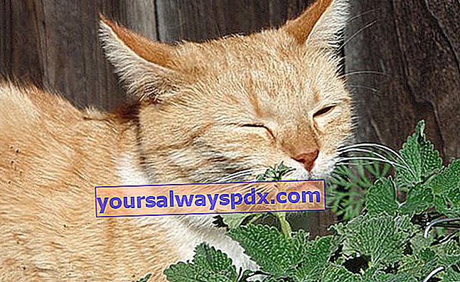 Katzenminze wird auch Katzenminze (Nepeta cataria) genannt