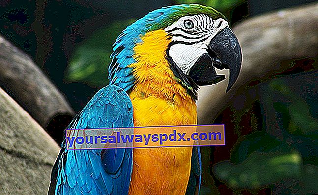 Opdræt af en papegøje derhjemme: hvilken art skal man vælge?