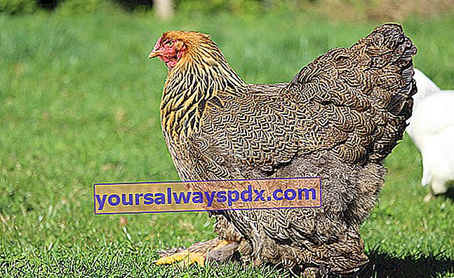 La Poule Brahma, en kæmpe ornamental høne