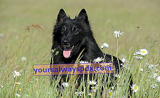 Den belgiske hyrde Groenendael, smuk sort hund
