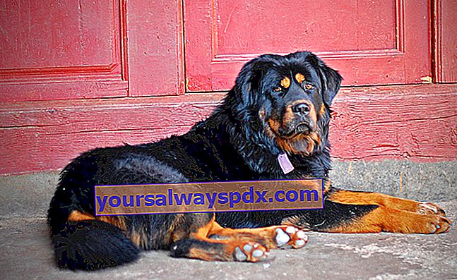 Tibetan Mastiff adalah anjing yang sangat tua