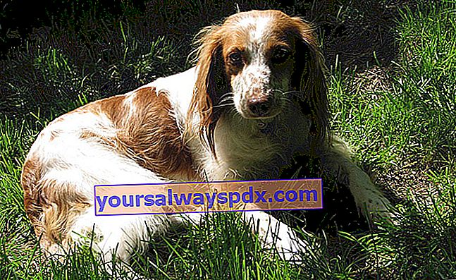 Breton Spaniel, en hund, der har brug for meget motion