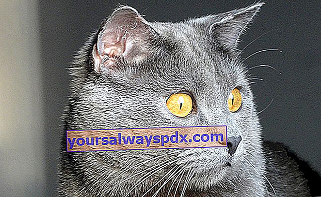 Il Chartreux, superbo gatto grigio-blu