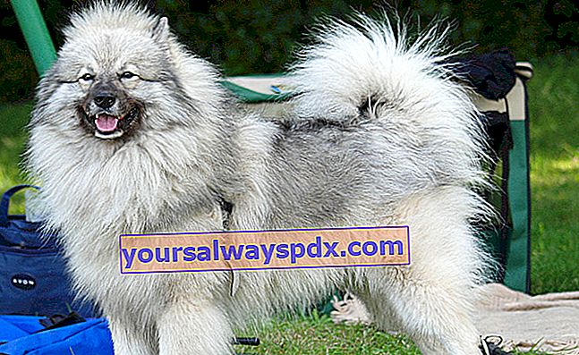 Il Wolf Spitz è un cane molto vecchio, che si dice sia del tipo primitivo, originario dei Paesi Bassi