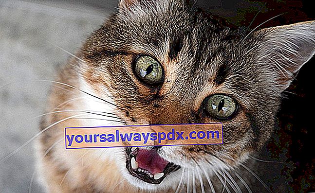 Capire la lingua del gatto: cosa significa il tuo gatto?